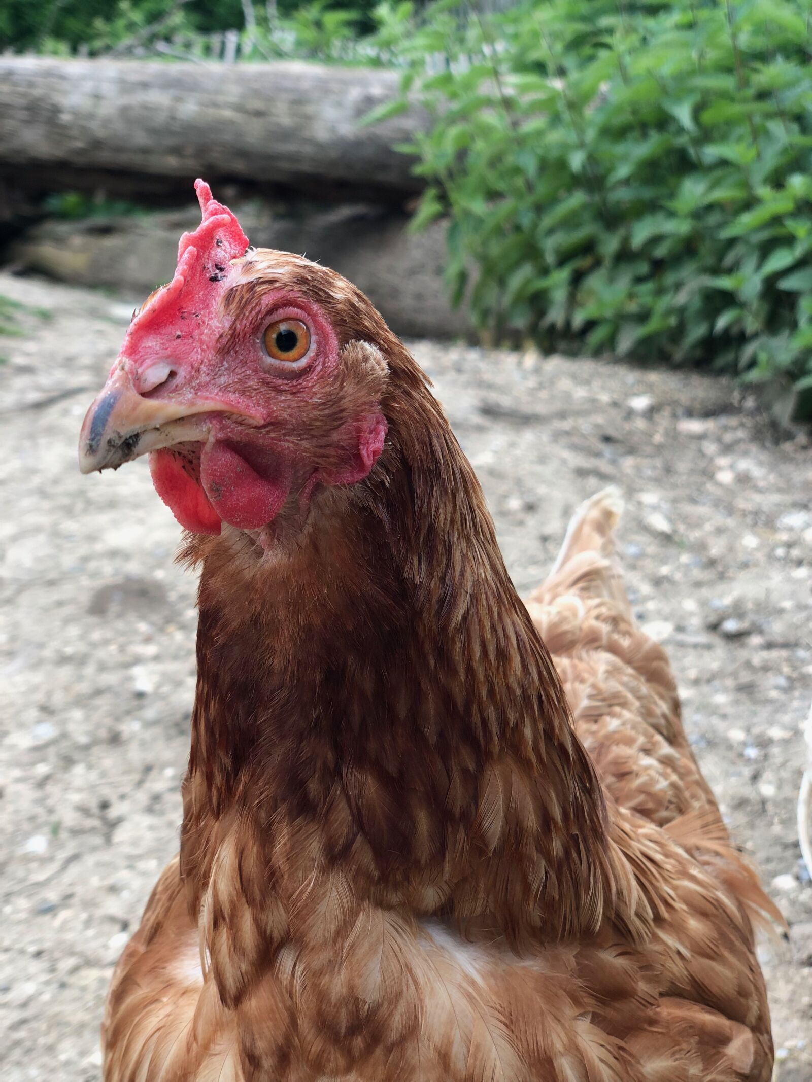 iPhone X back dual camera 6mm f/2.4 sample photo. Chicken, bauer, farm photography