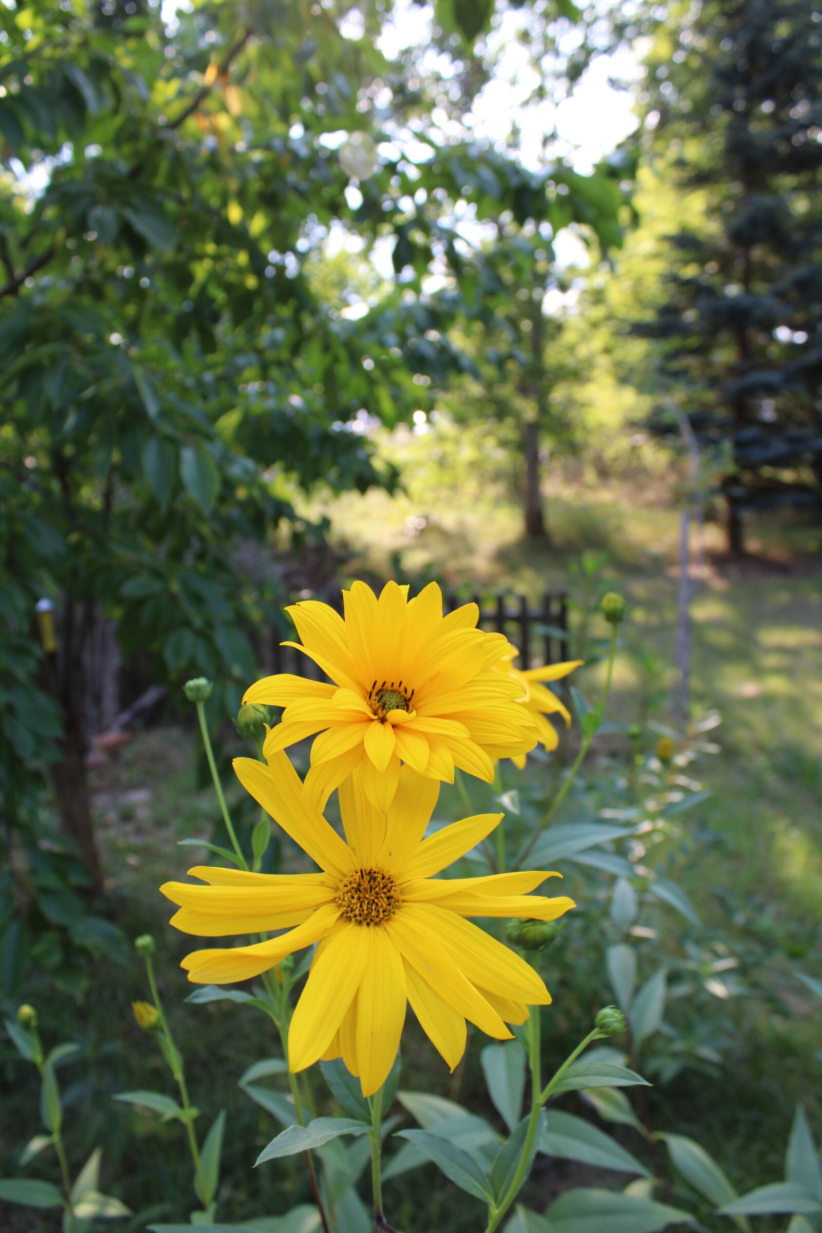 Canon EOS 2000D (EOS Rebel T7 / EOS Kiss X90 / EOS 1500D) sample photo. Flowers, yellow, summer photography