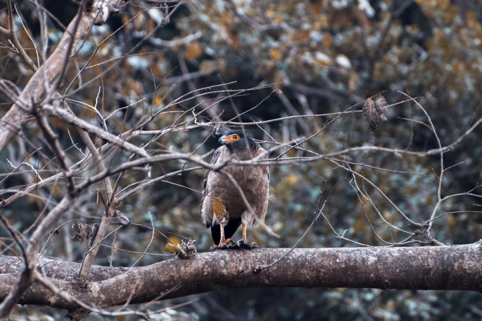 Nikon D3300 sample photo. Eagle, wild, bird photography