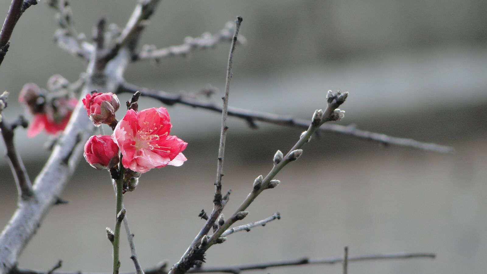 Sony Cyber-shot DSC-HX1 sample photo. Flower, peach blossom, spring photography