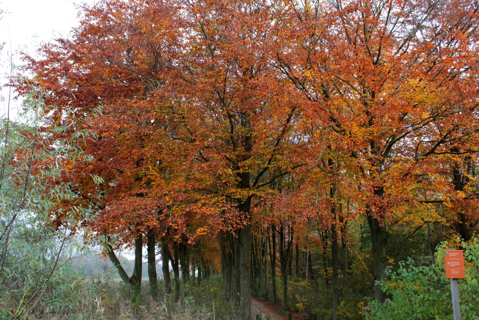 Canon EOS 600D (Rebel EOS T3i / EOS Kiss X5) sample photo. Beech, fall colors, forest photography