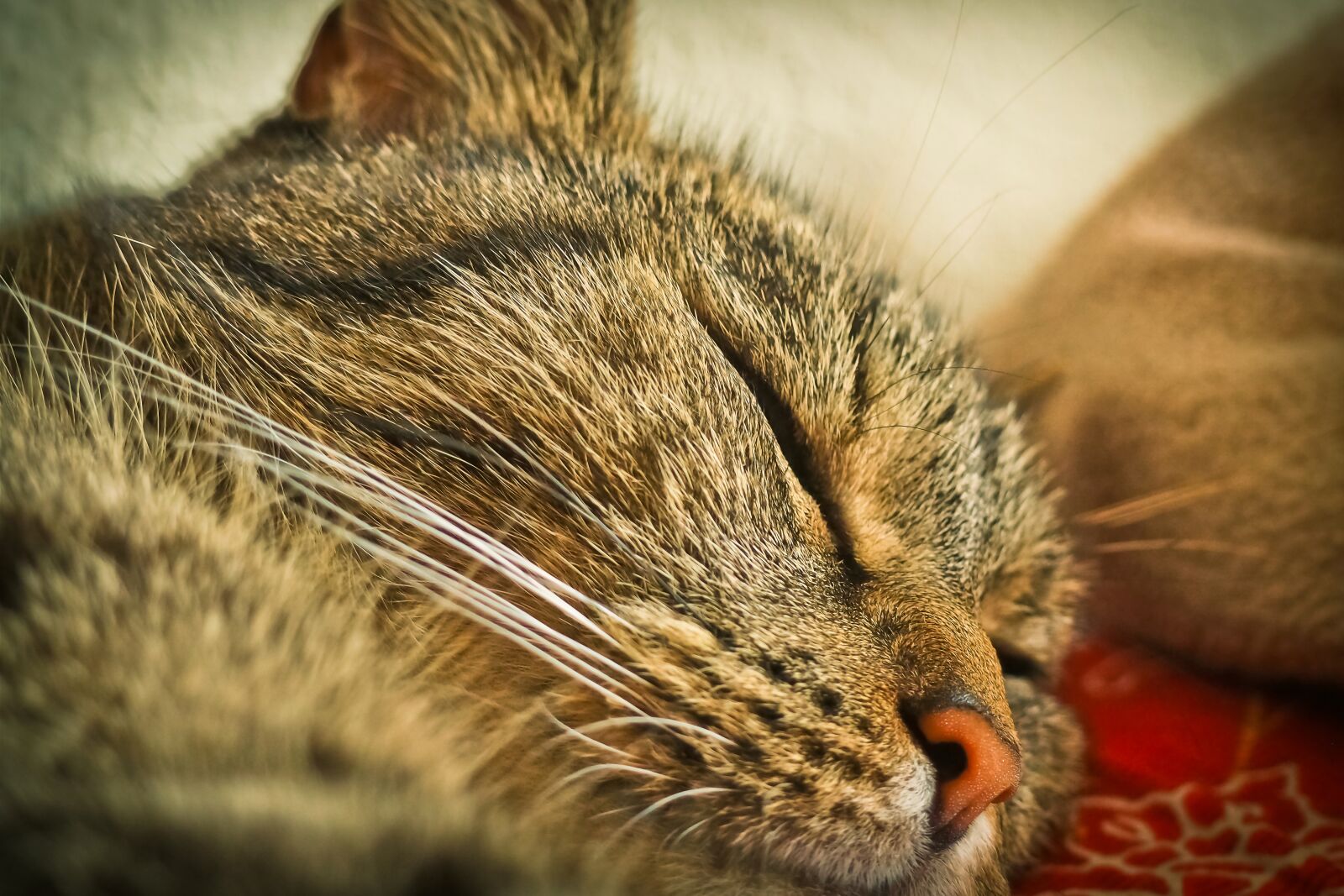 Olympus OM-D E-M10 sample photo. Cat, animal, pet photography