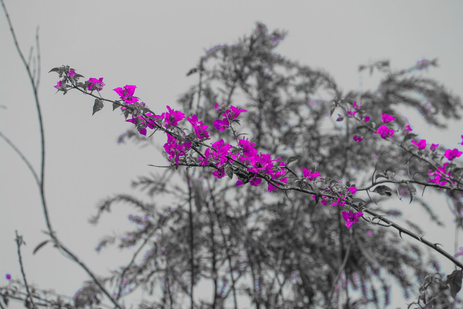 Canon EOS 700D (EOS Rebel T5i / EOS Kiss X7i) sample photo. Flower, nature, pink photography