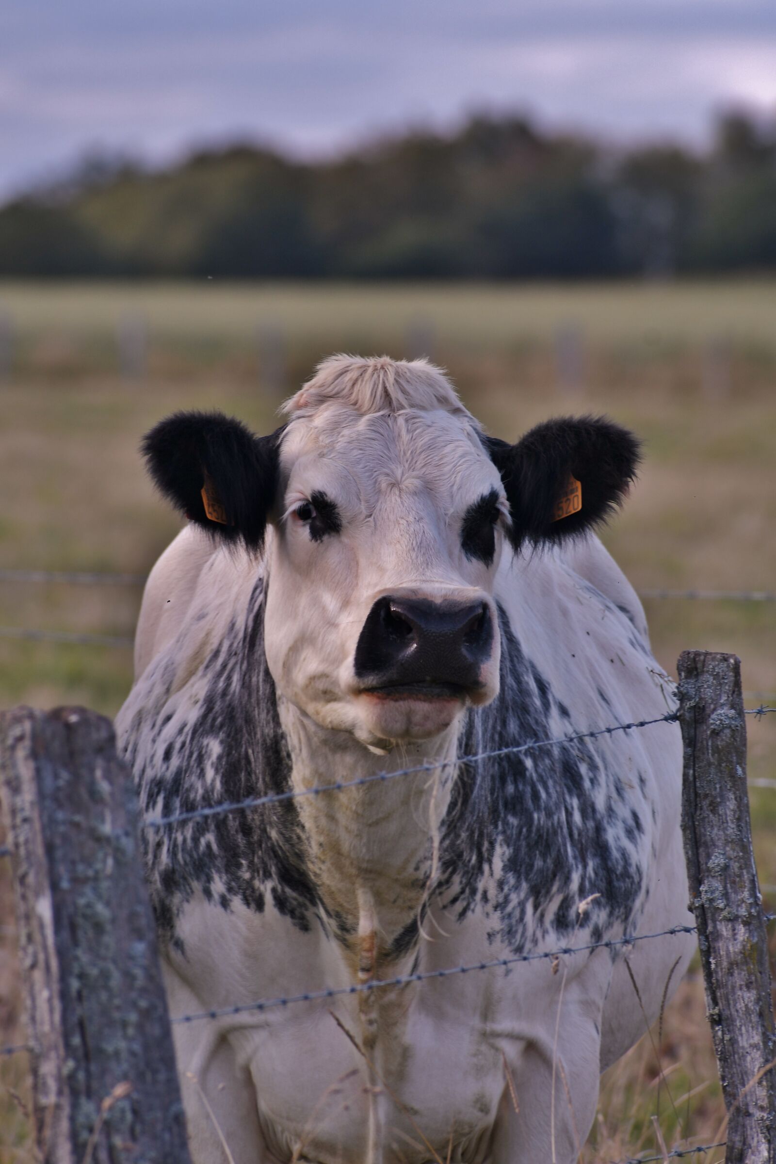 Nikon D500 sample photo. Cow, mammal, herkauwer photography