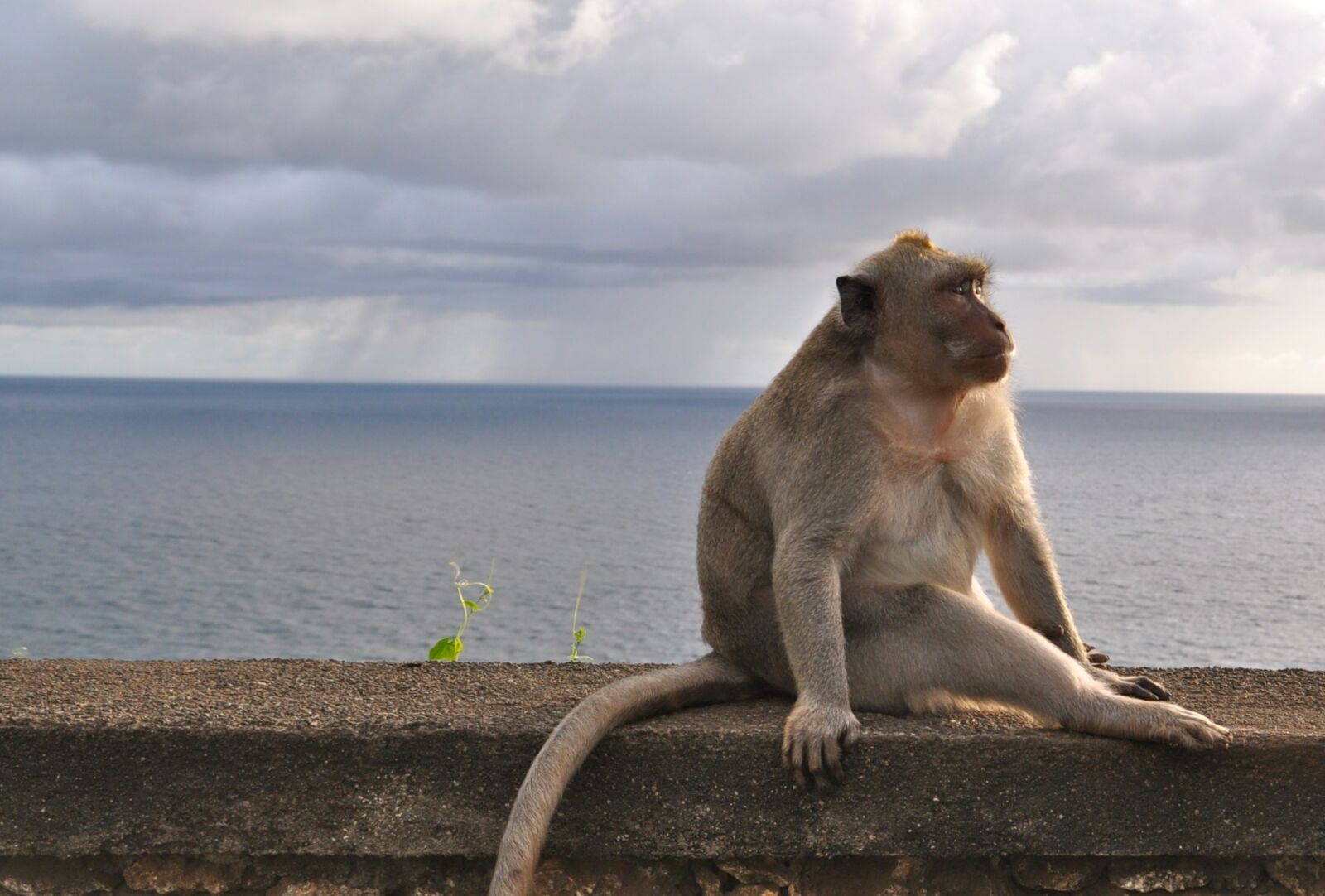 Nikon D5000 sample photo. Mammalia, nature, waters photography