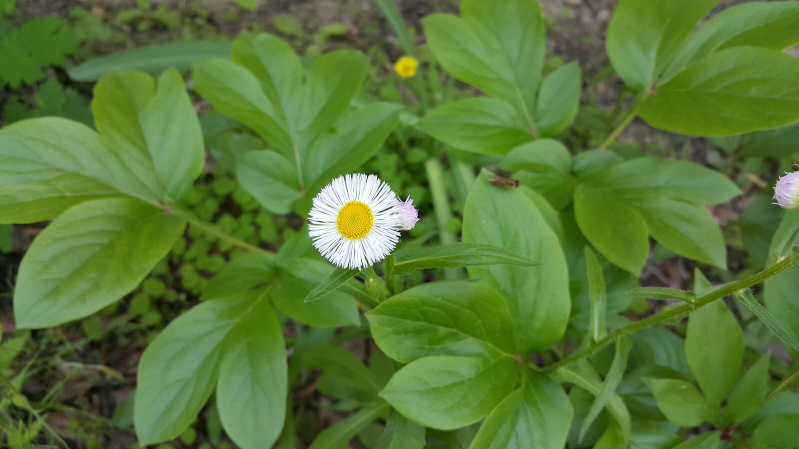 Samsung Galaxy Note4 sample photo. Nature, leaf, plants photography