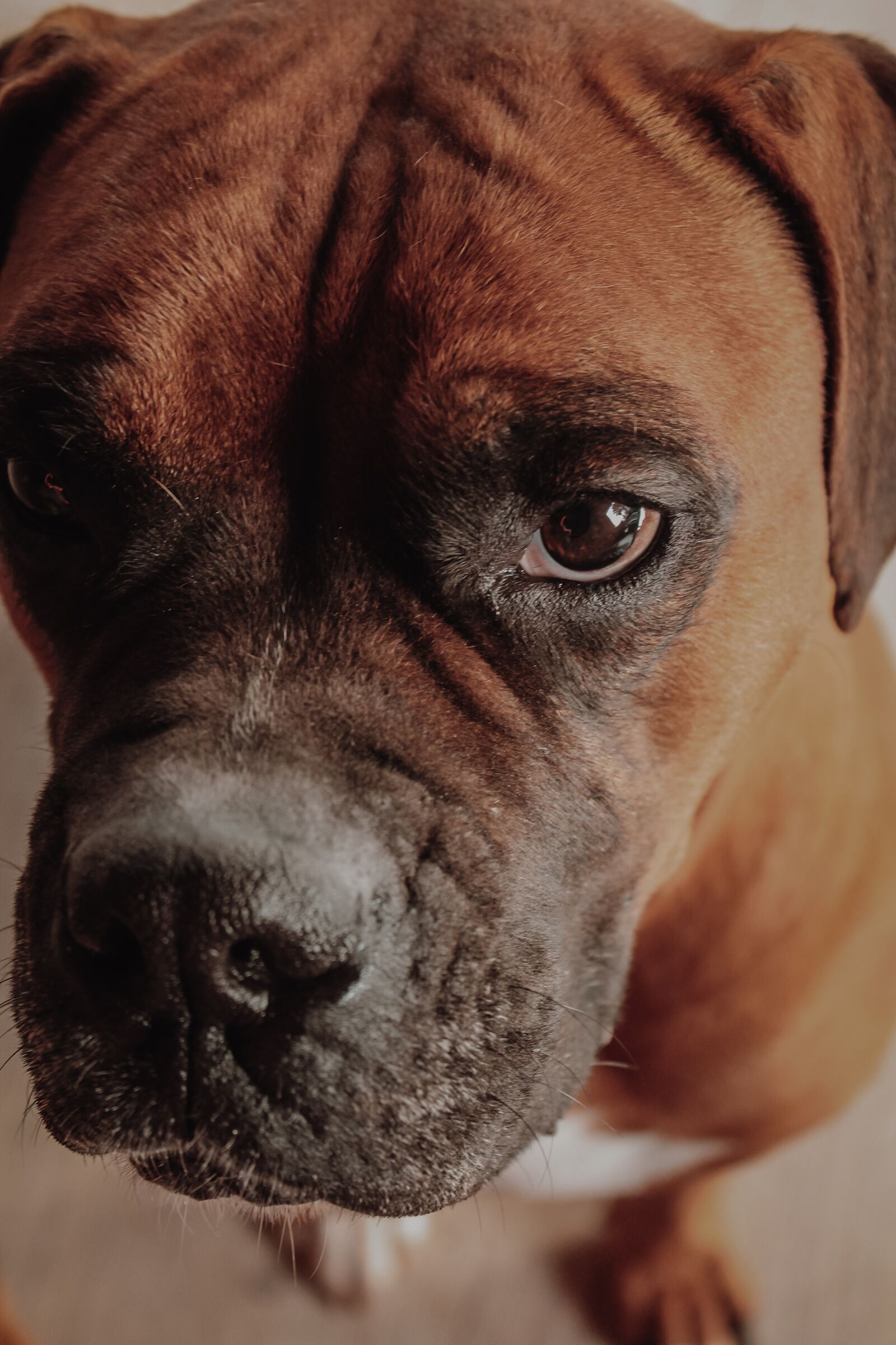 Canon EOS 1100D (EOS Rebel T3 / EOS Kiss X50) sample photo. Boxer, dog, animal photography
