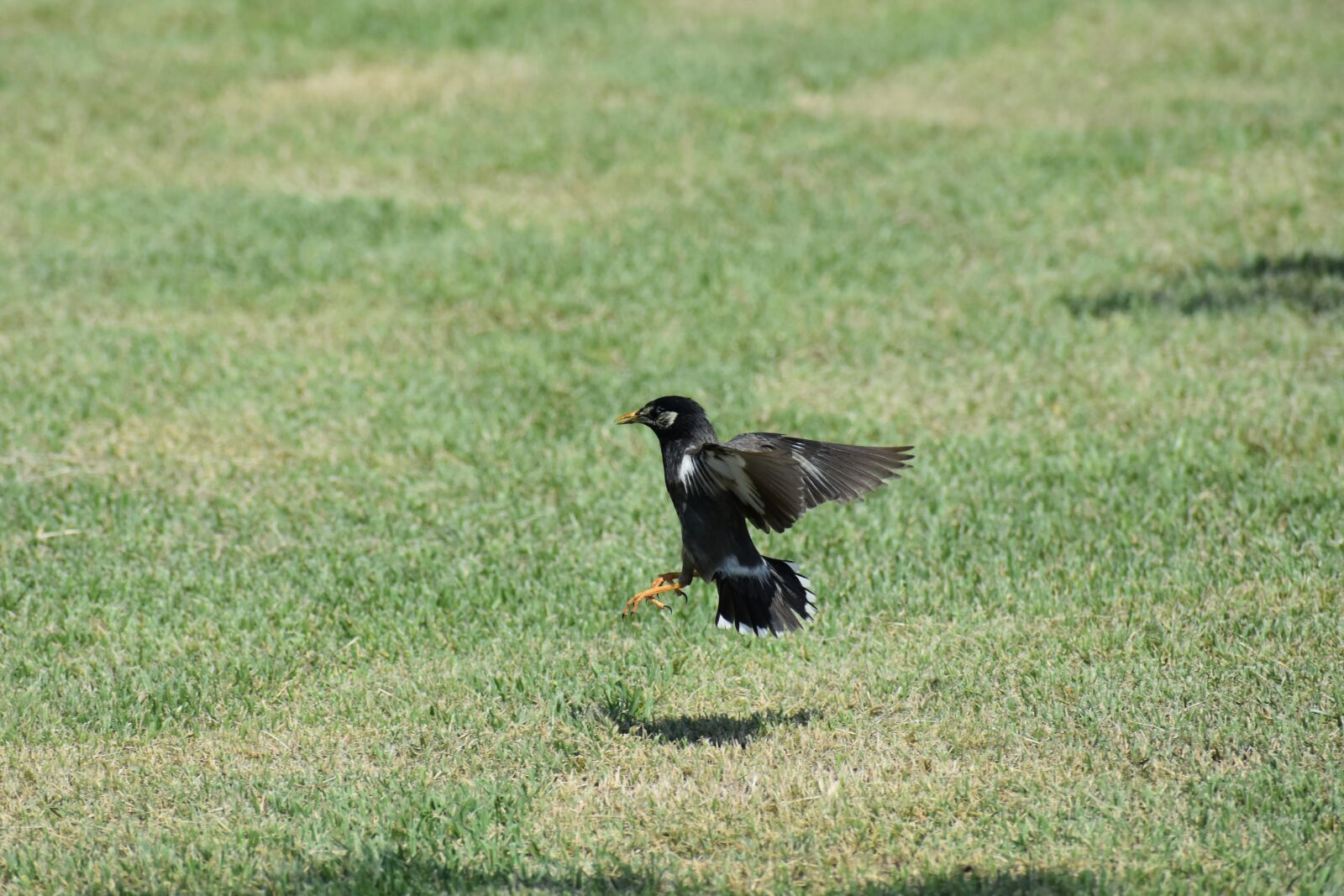 Nikon D7200 sample photo. Animal, park, lawn photography