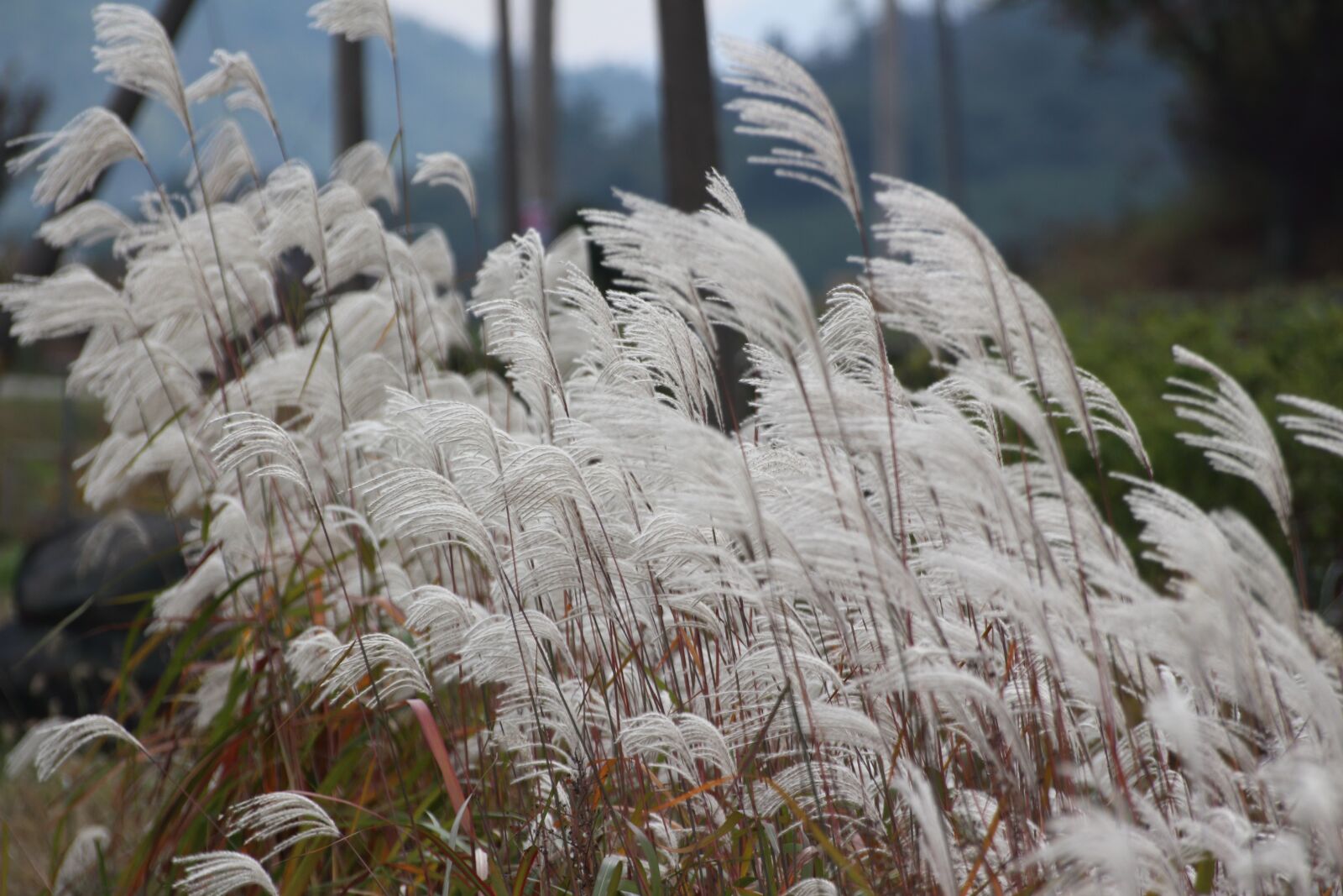 Canon EOS 650D (EOS Rebel T4i / EOS Kiss X6i) sample photo. Nature, autumn, silver grass photography