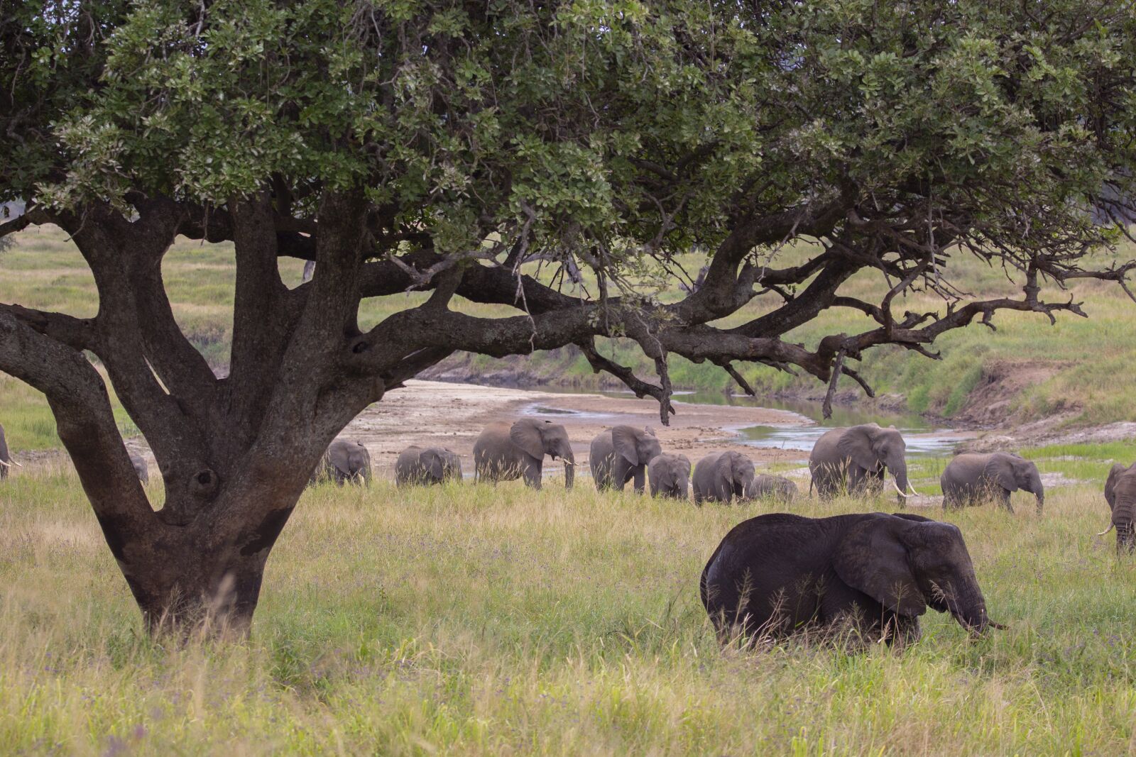 150-600mm F5-6.3 DG OS HSM | Contemporary 015 sample photo. Elephant, tree, safari photography