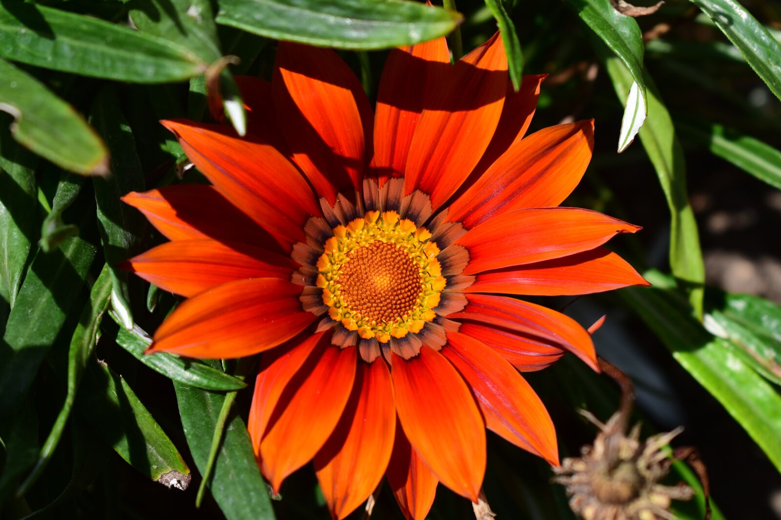 Nikon D3400 sample photo. Plant, nature, garden photography