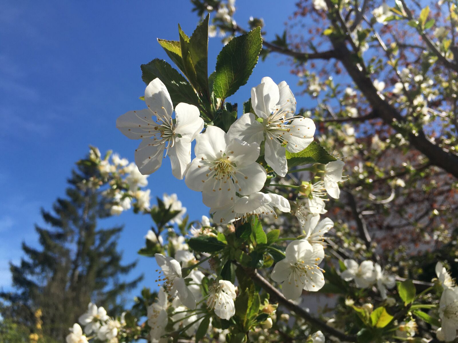 Apple iPhone 6s Plus sample photo. Palm sunday, cherry blossom photography