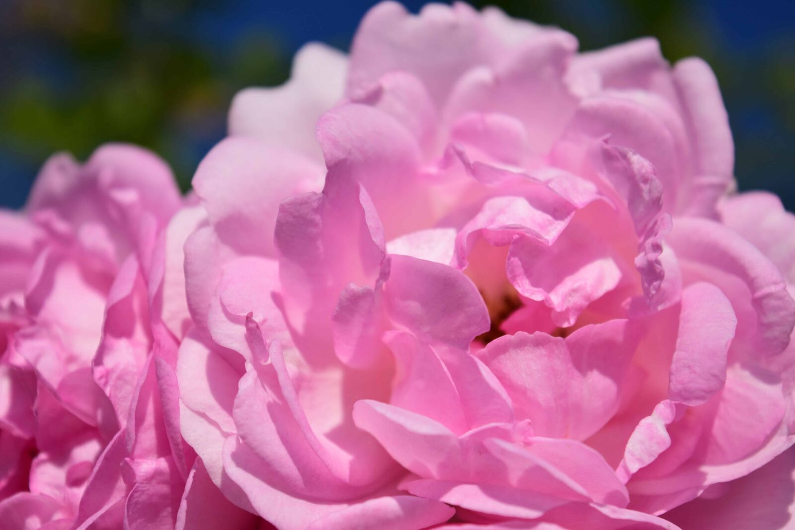 Nikon D3300 sample photo. Petal, beautiful, flora, rose photography