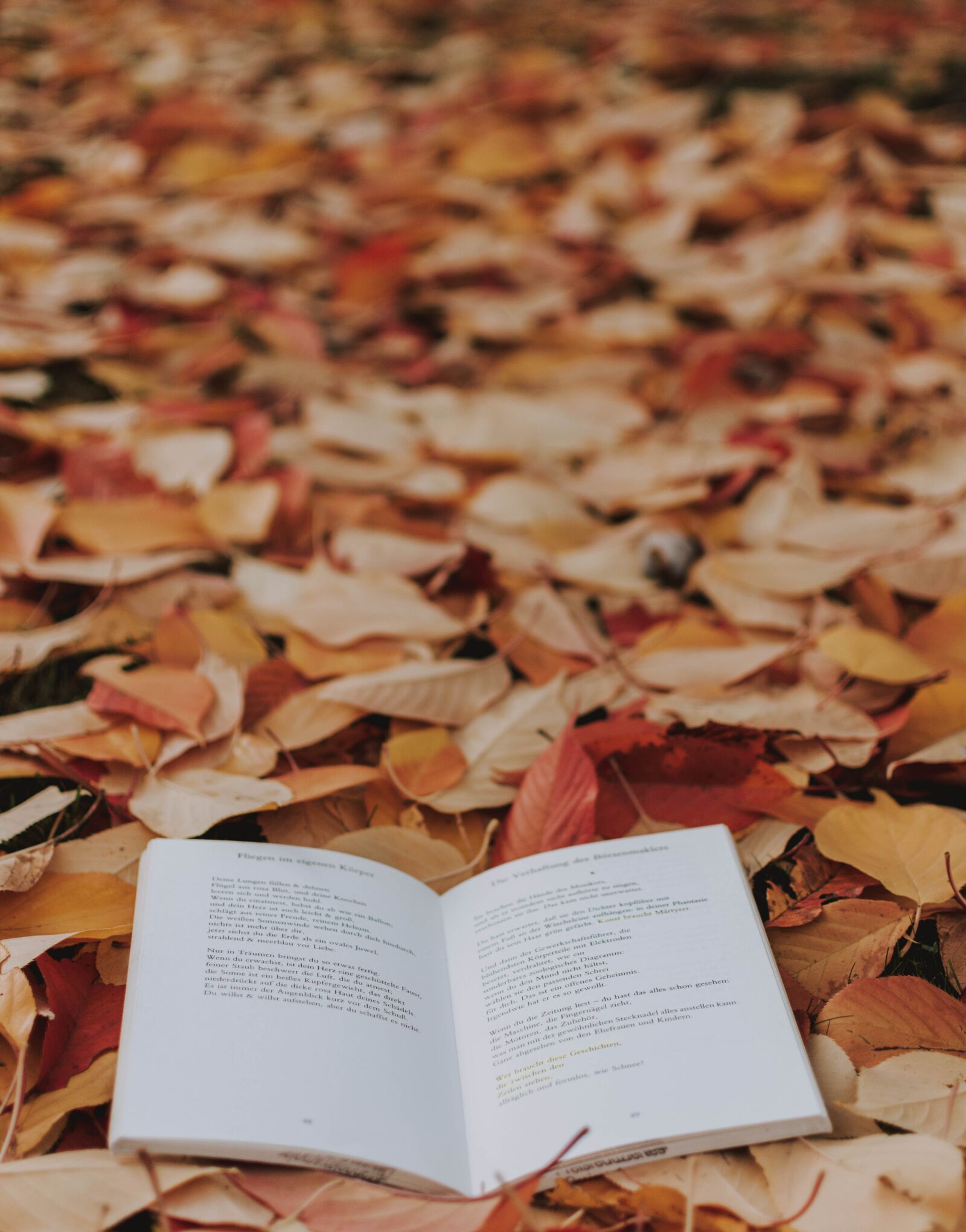 Nikon D5200 sample photo. Autumn, leaves, book photography