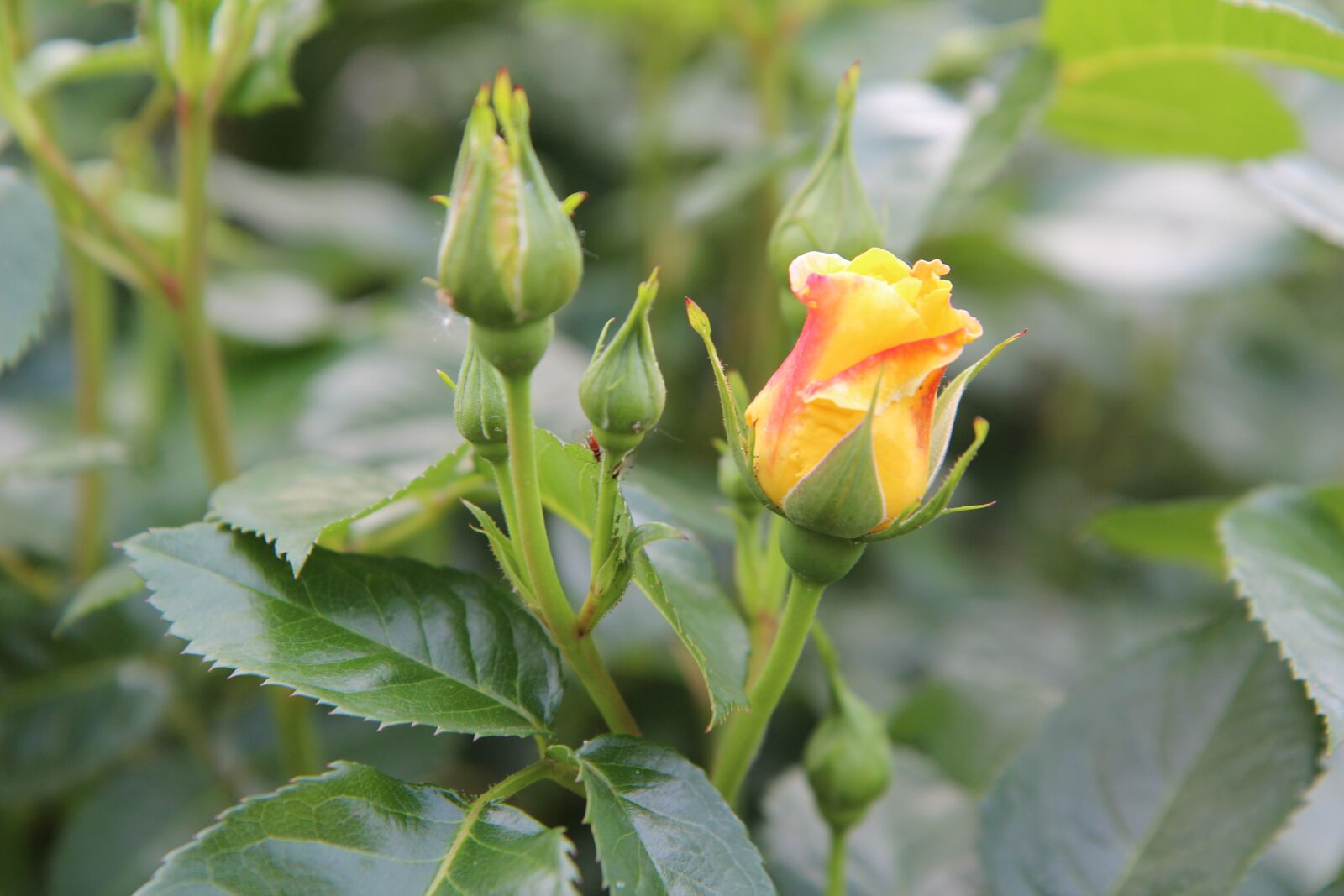 Canon EOS 600D (Rebel EOS T3i / EOS Kiss X5) sample photo. Pink, rosebush, yellow rose photography