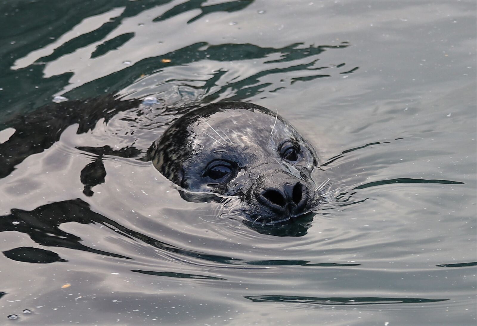 Canon EOS 80D sample photo. Sea lion, wildlife, water photography