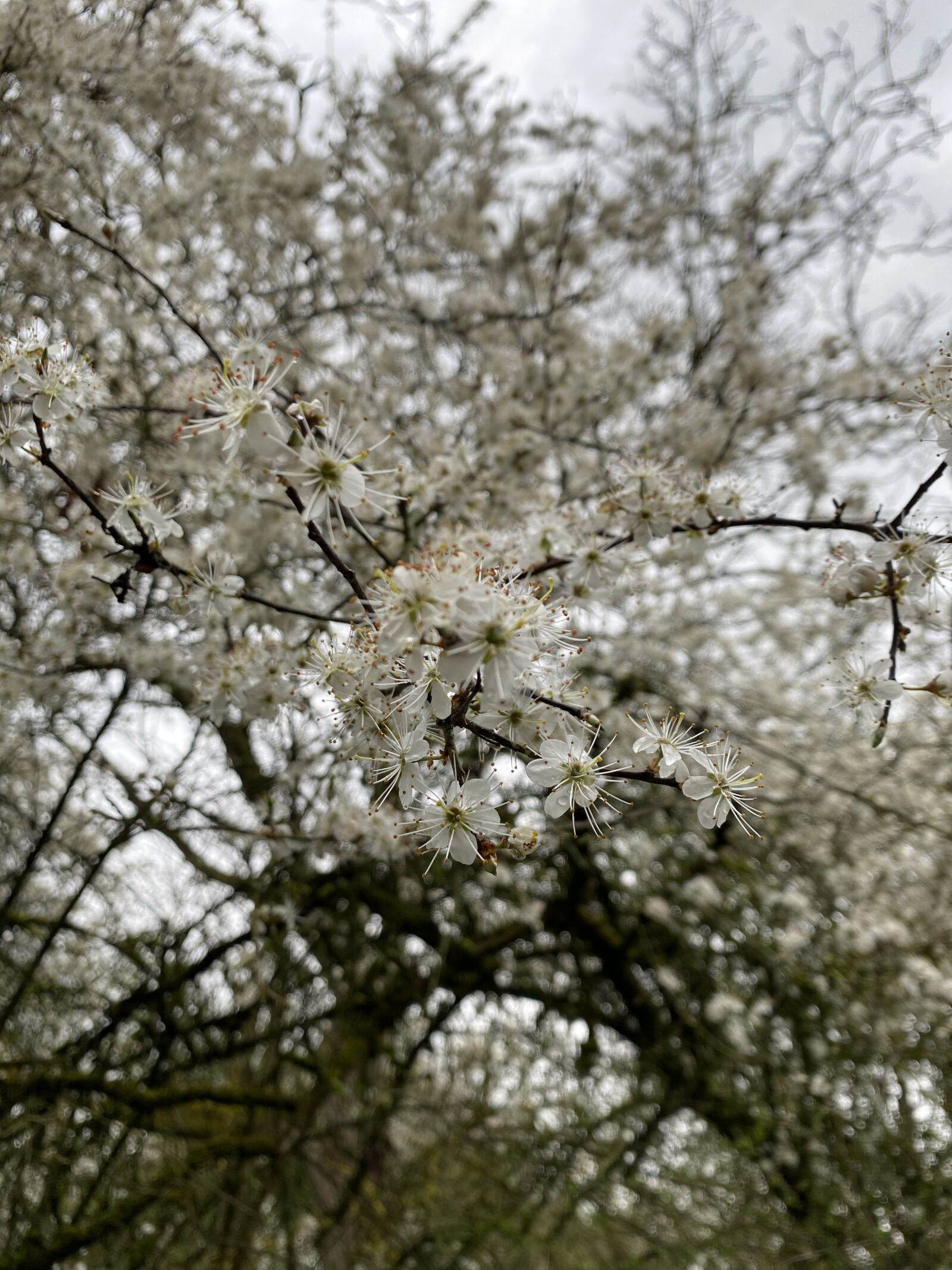 Apple iPhone 11 sample photo. Spring, flowers, nature photography