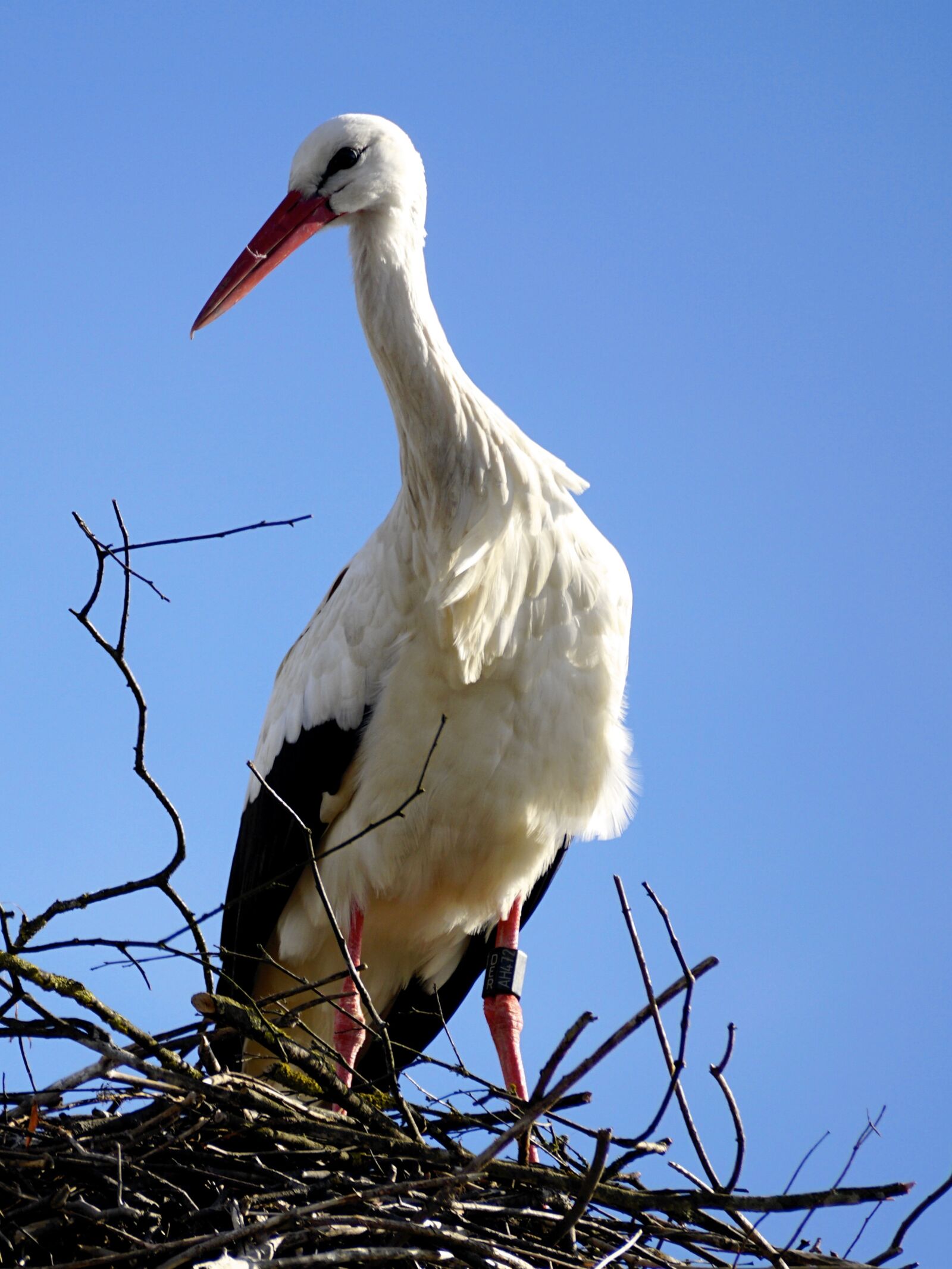 Sony DT 55-300mm F4.5-5.6 SAM sample photo. Stork, bird, nest photography