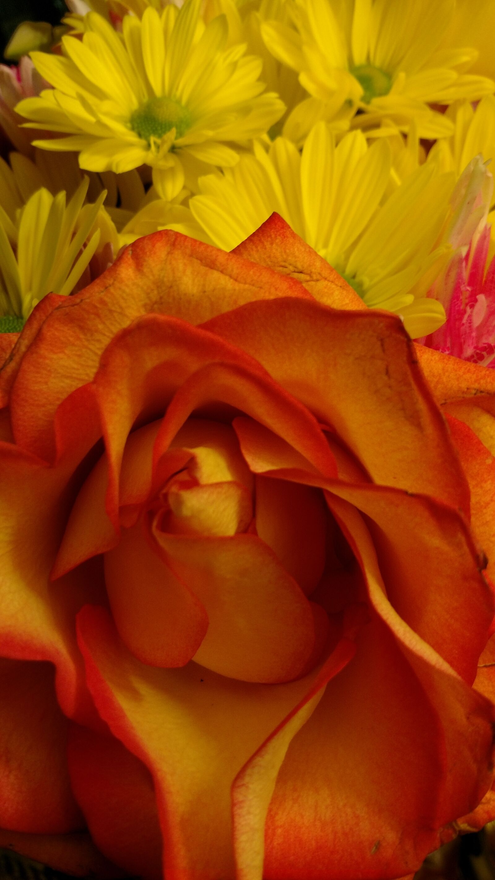 Motorola XT1650 sample photo. Love, in, yellows photography