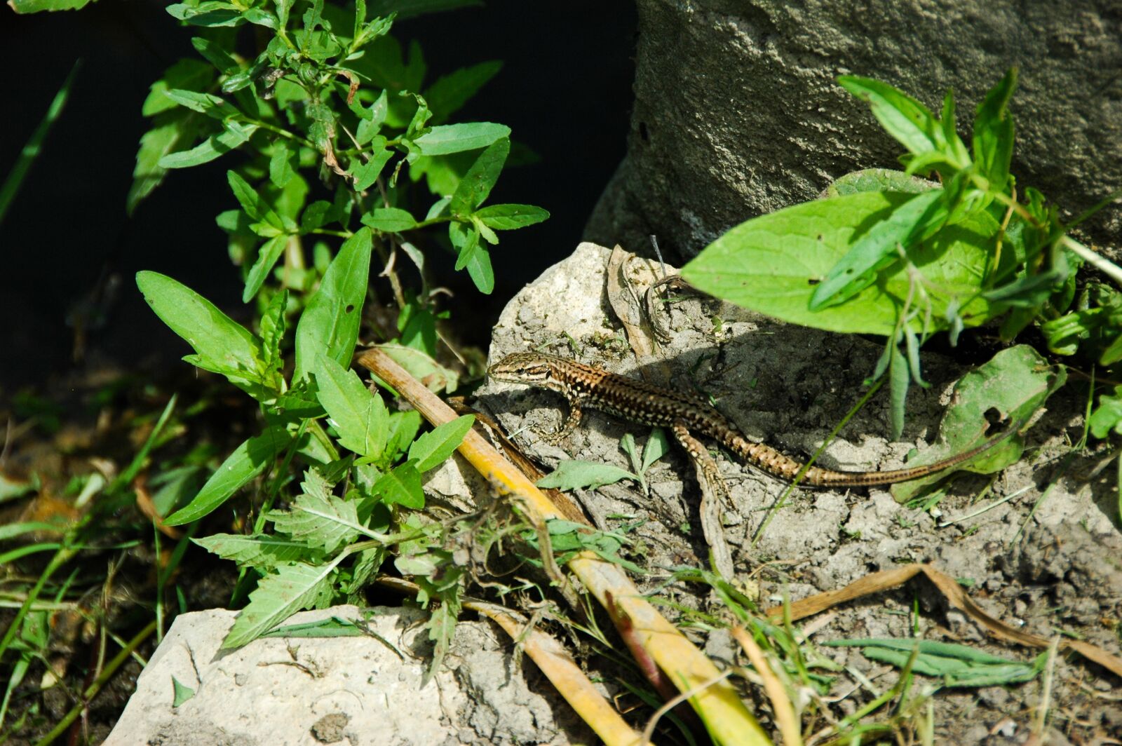Nikon D70s sample photo. Lizard, wall, reptile photography