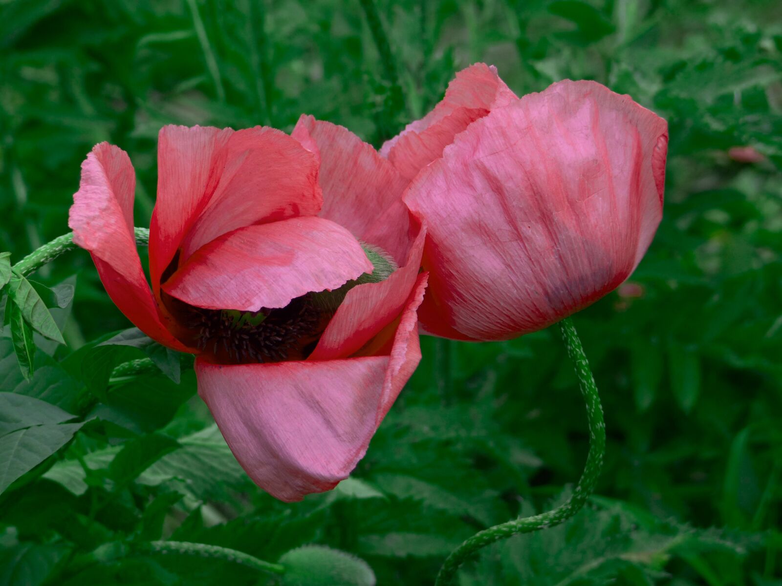 Panasonic Lumix DMC-FZ200 sample photo. Maki, mack, flower photography