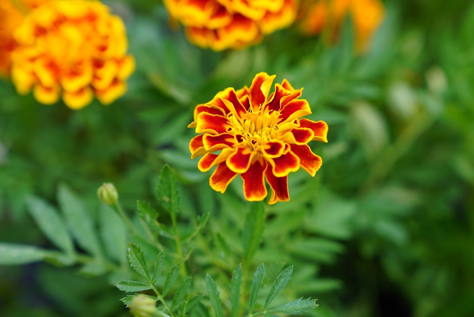 Sony a7S + Sony FE 24-70mm F2.8 GM sample photo. Flowers, nursery, malaysian photography