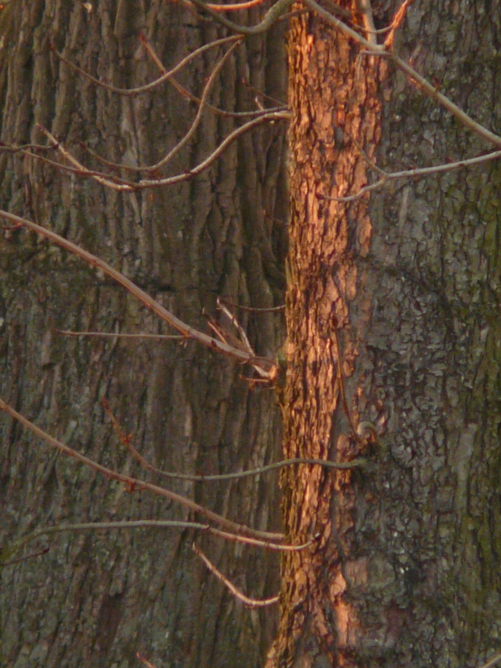 Panasonic DMC-FZ18 sample photo. Tree, bark, spotlight photography