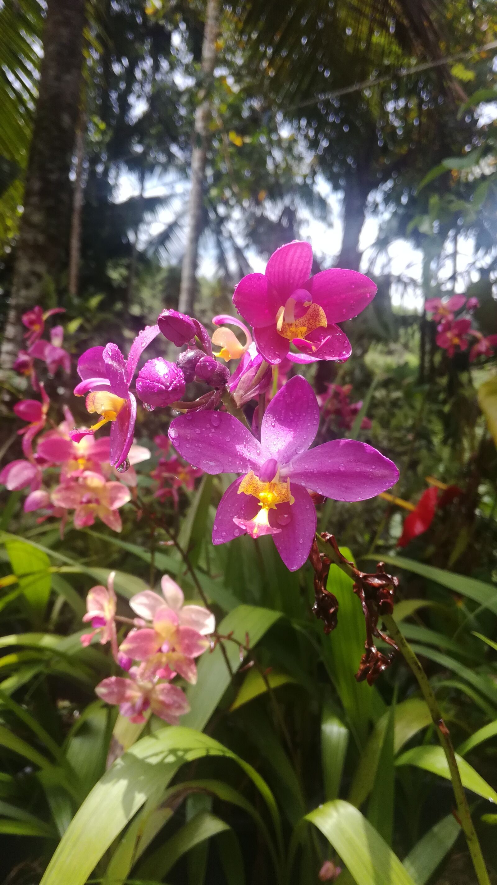HUAWEI NMO-L31 sample photo