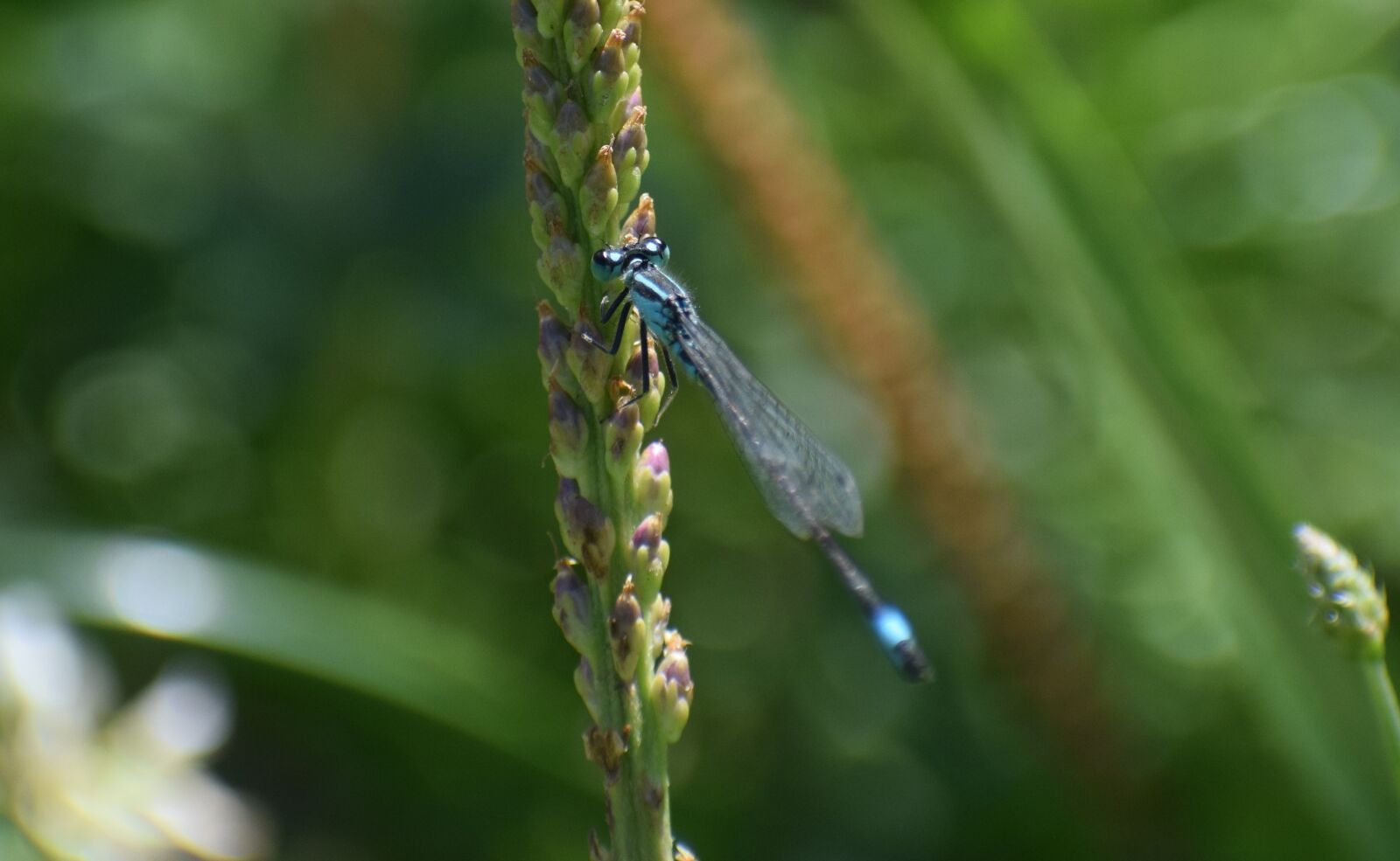 Nikon D5300 sample photo. Insect, dragonfly, nature photography