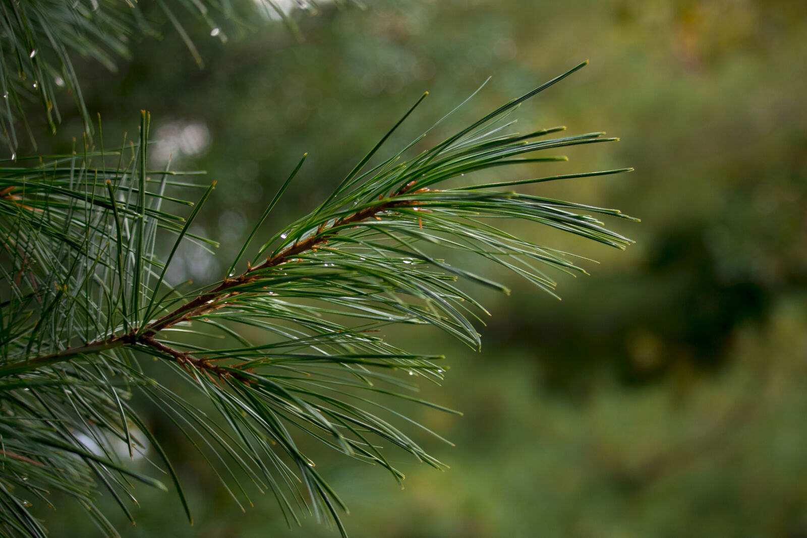 Canon EOS 80D + Canon EF-S 55-250mm F4-5.6 IS STM sample photo. Closeup, pine, needles, pine photography