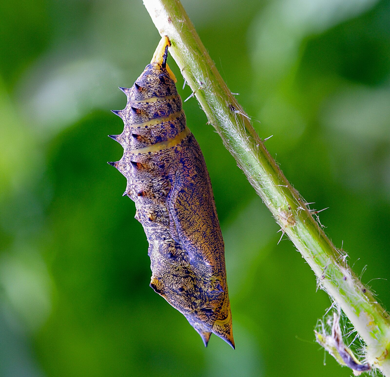 Canon EOS 350D (EOS Digital Rebel XT / EOS Kiss Digital N) sample photo. Pupa, cocoon, butterfly photography