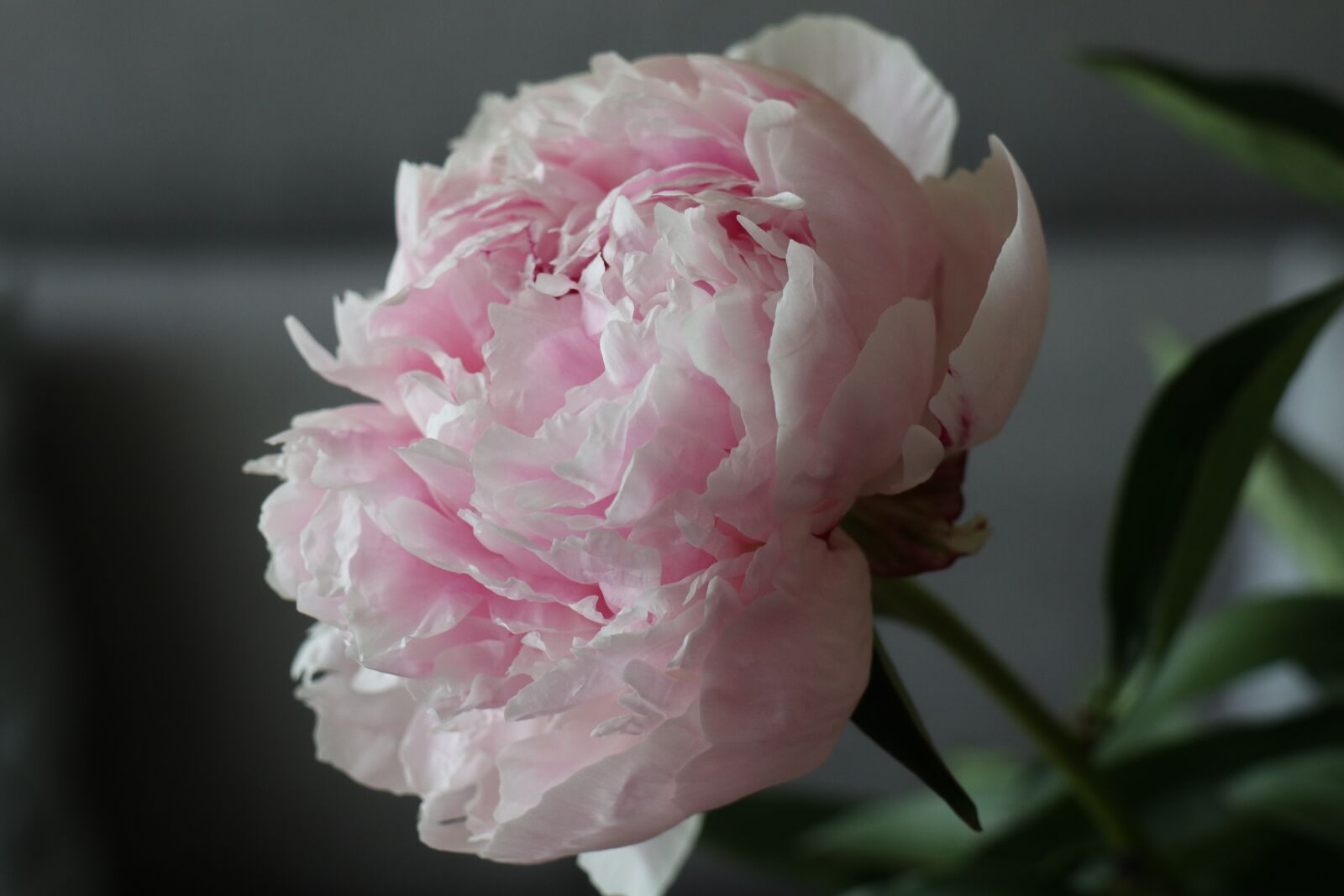 Canon EOS M6 sample photo. Flower, peony, the smell photography