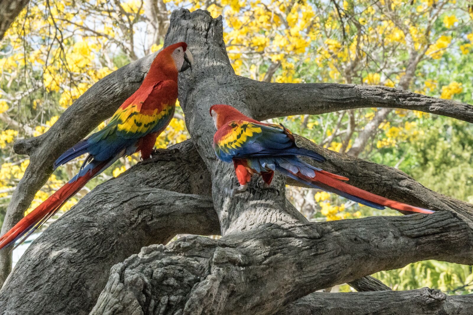 Sony a7 II + Sony FE 70-200mm F4 G OSS sample photo. Bird, parrot, red photography