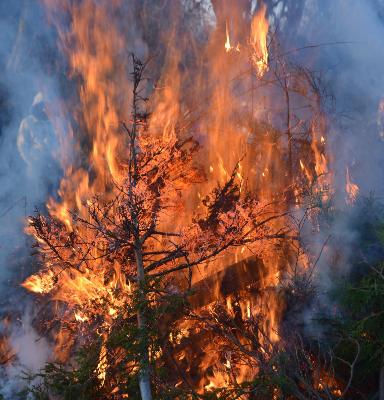 Nikon D5200 sample photo. Easter fire, branches, leaves photography