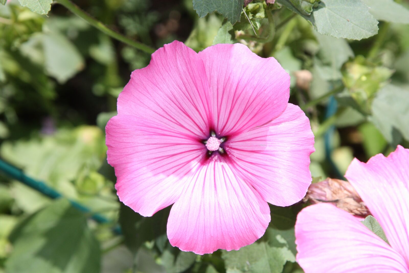 Canon EOS 450D (EOS Rebel XSi / EOS Kiss X2) sample photo. Flower, petunia, pink flower photography