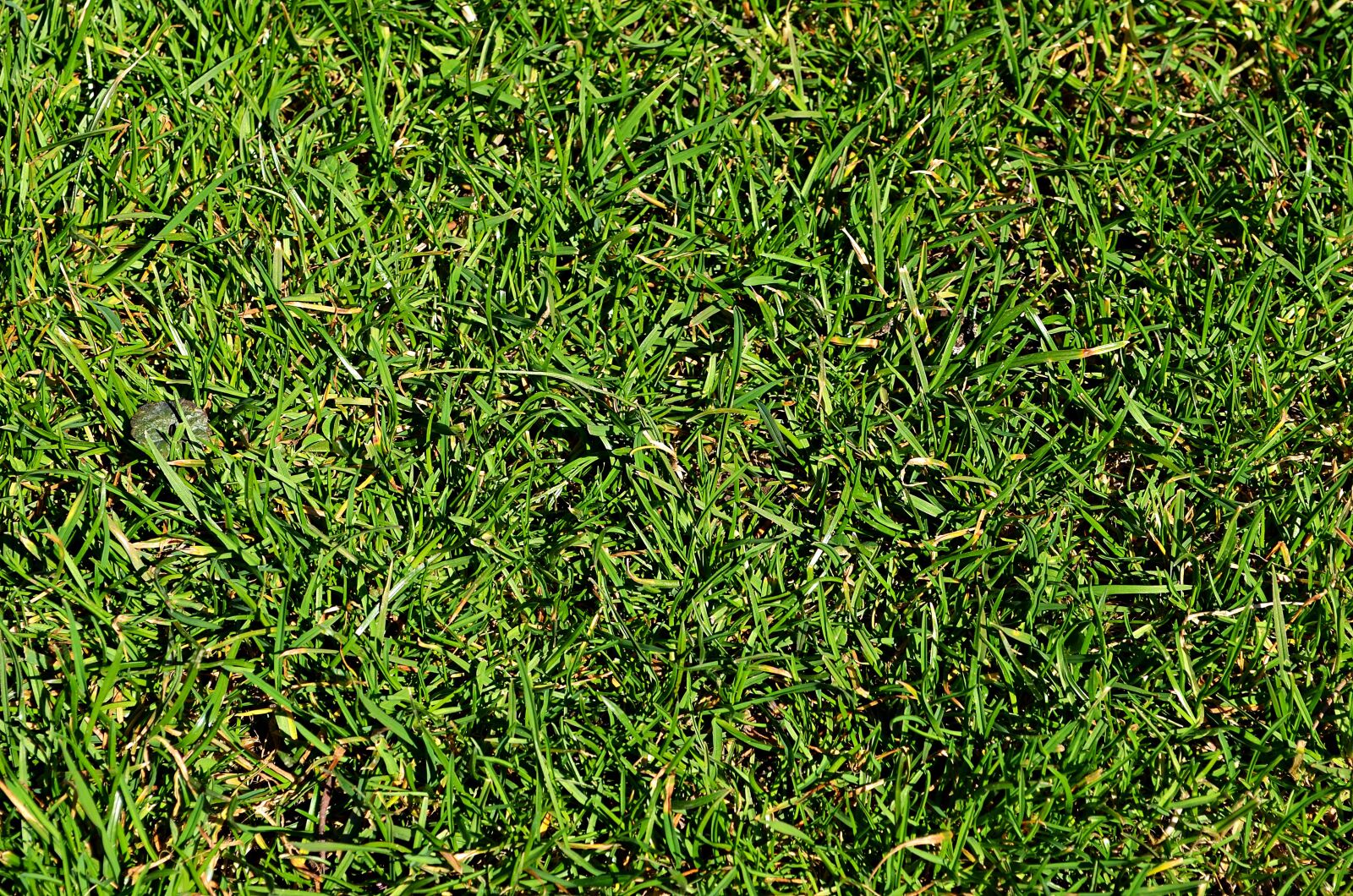Nikon D5100 sample photo. Grass, lawn, green photography
