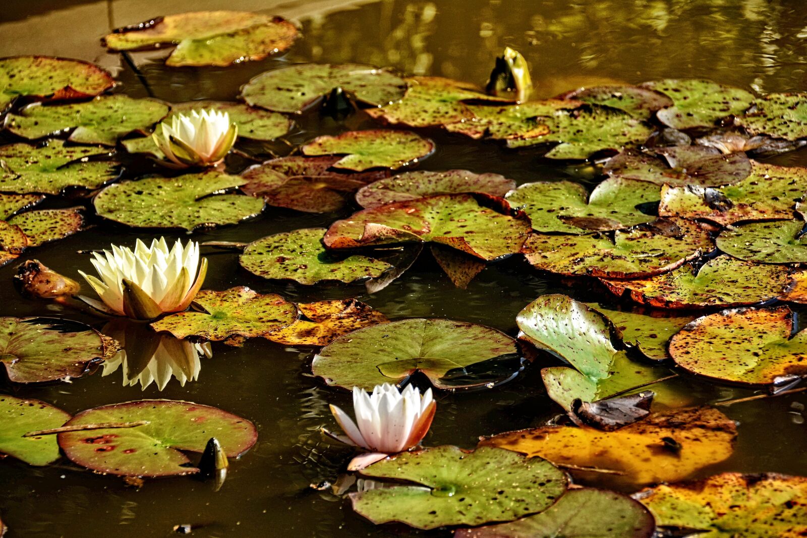 Nikon D7100 sample photo. Water lilies, fall, nature photography