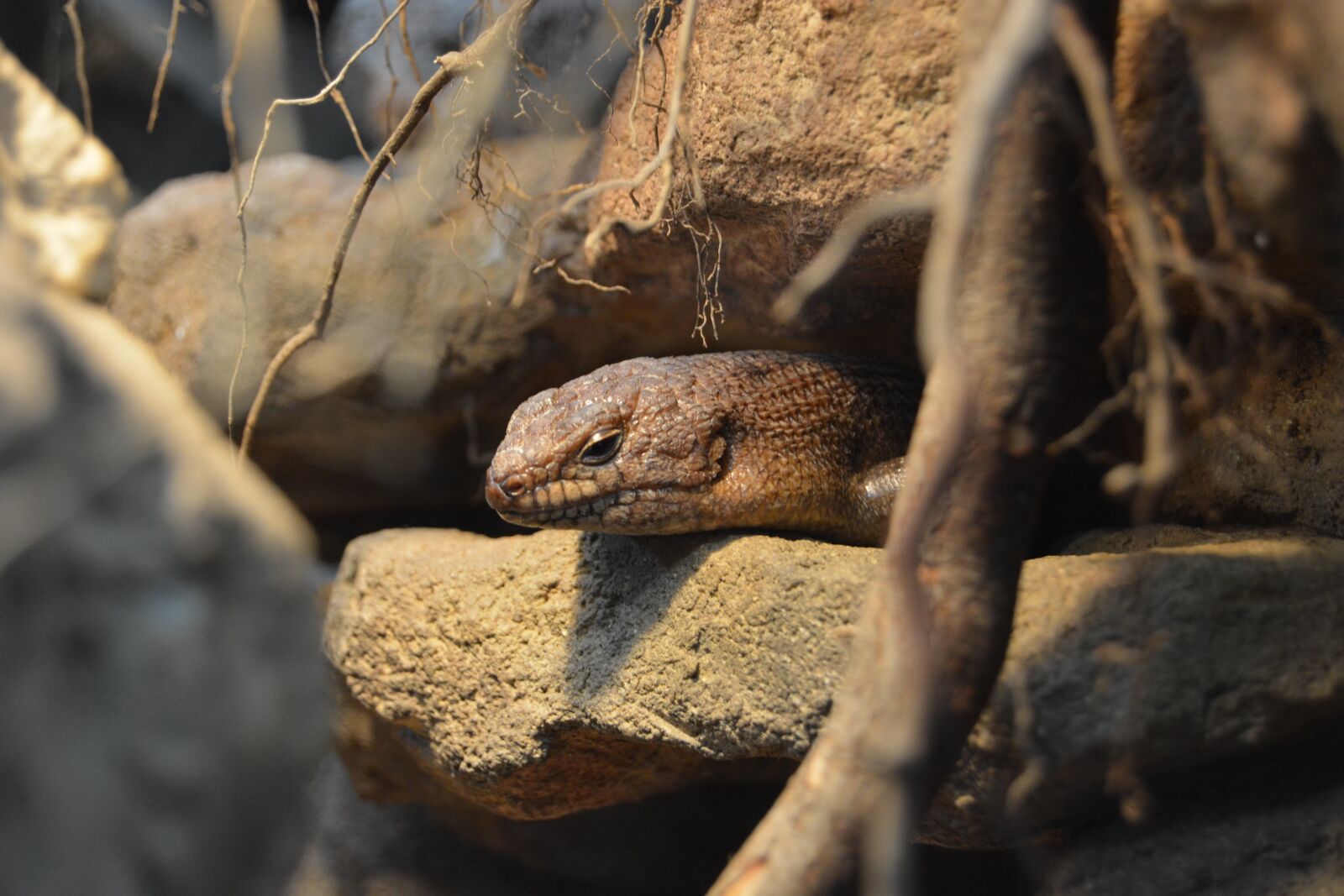 Nikon D5200 sample photo. Reptile, rock, schuppenkriechtier photography