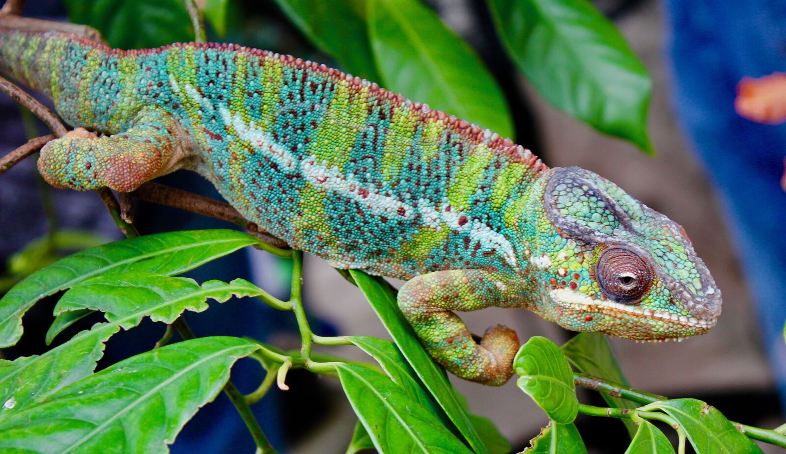Canon EOS 550D (EOS Rebel T2i / EOS Kiss X4) sample photo. Chameleon, nature, reptile photography