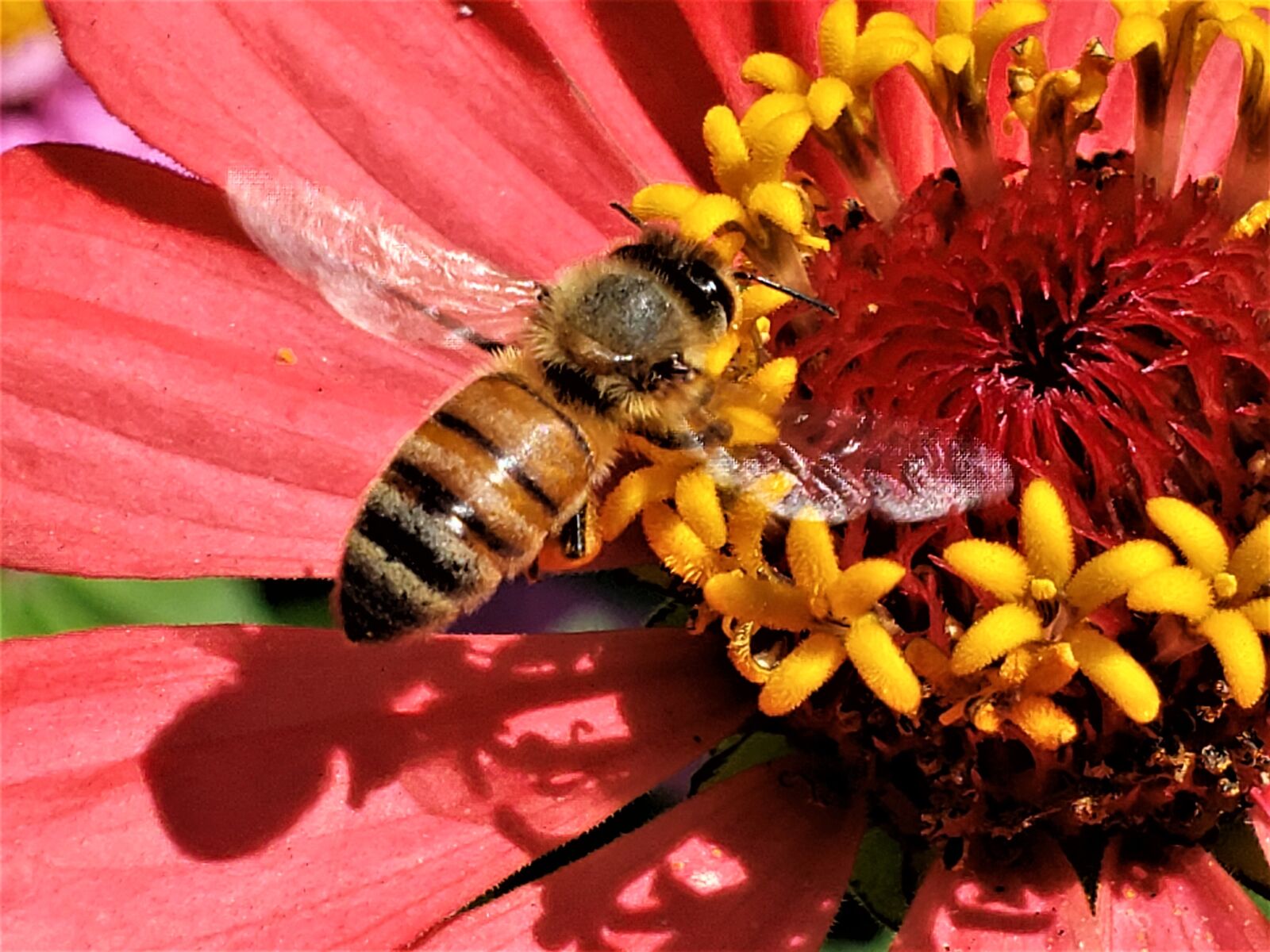 Samsung Galaxy S9 sample photo. Bee, insect, zinnia photography