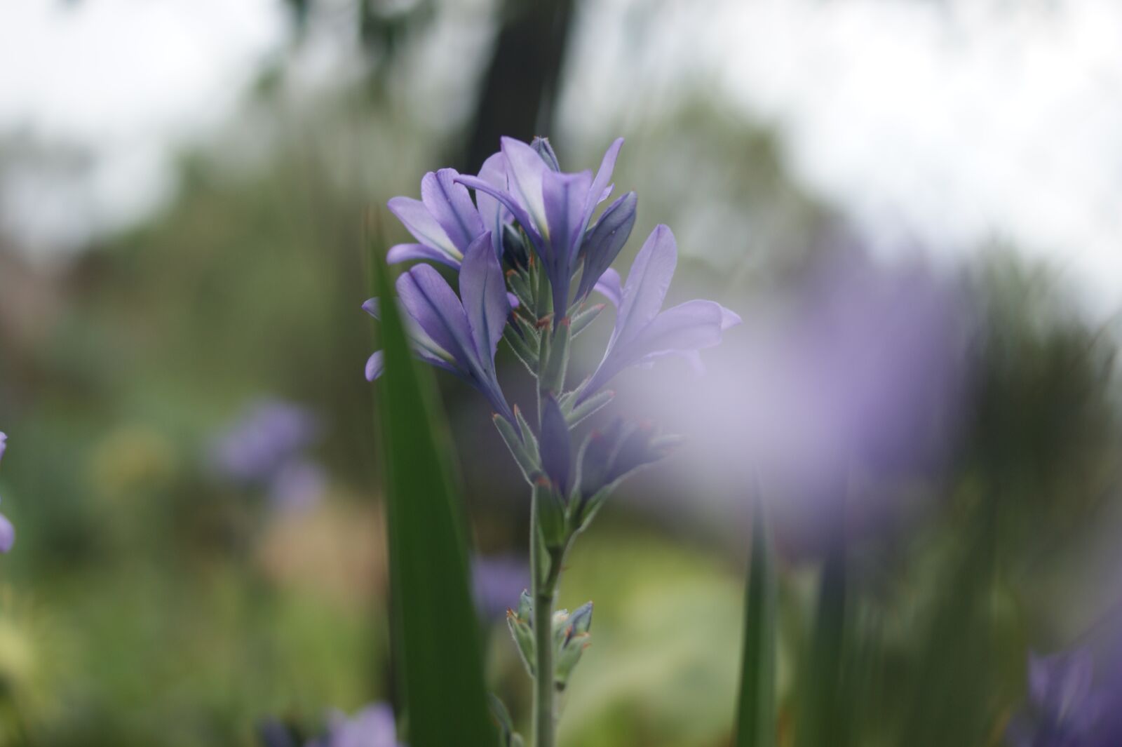 Sony Alpha DSLR-A290 sample photo. Flower, violet, focus photography