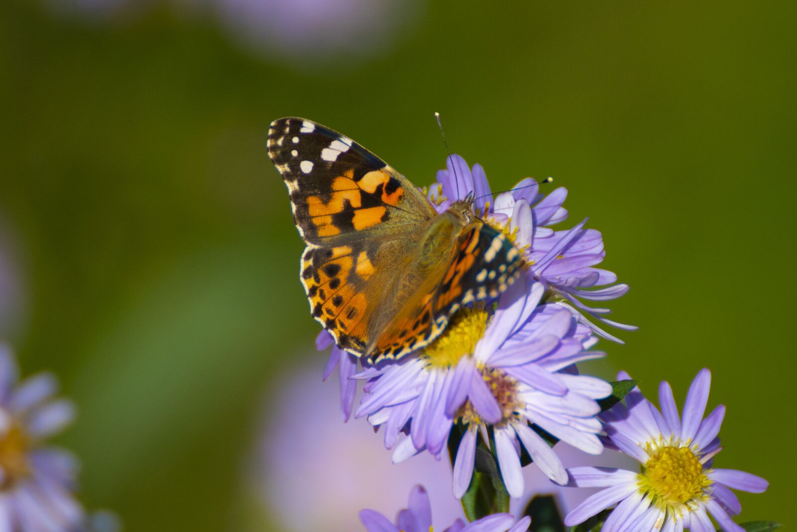Nikon D750 sample photo. Butterfly, asters, flowers photography