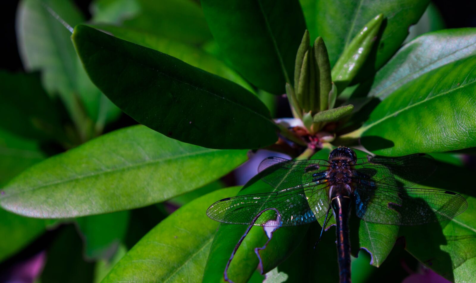 Tamron SP AF 17-50mm F2.8 XR Di II LD Aspherical (IF) sample photo. Nature, plants, dragonfly photography