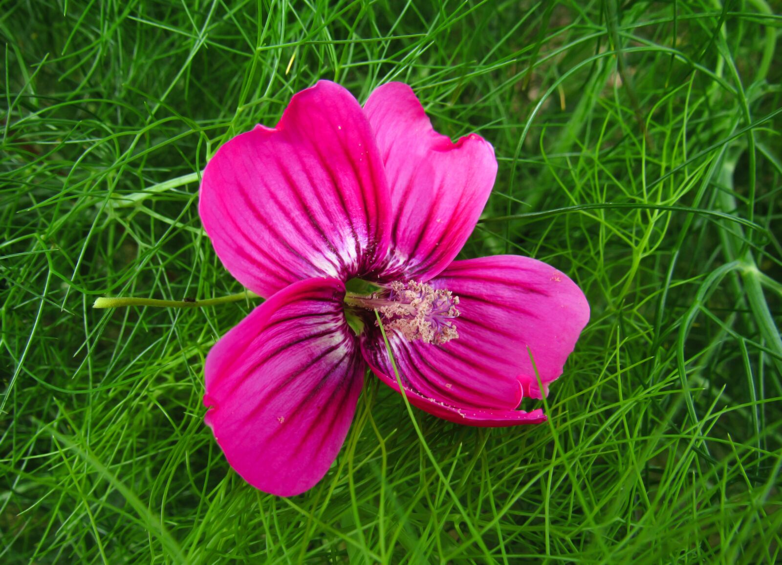 Canon PowerShot SX530 HS sample photo. Flower, grass, pink photography