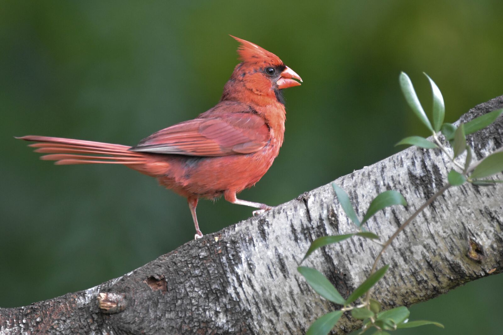 Nikon D3400 sample photo. Northern cardinal, bird, red photography
