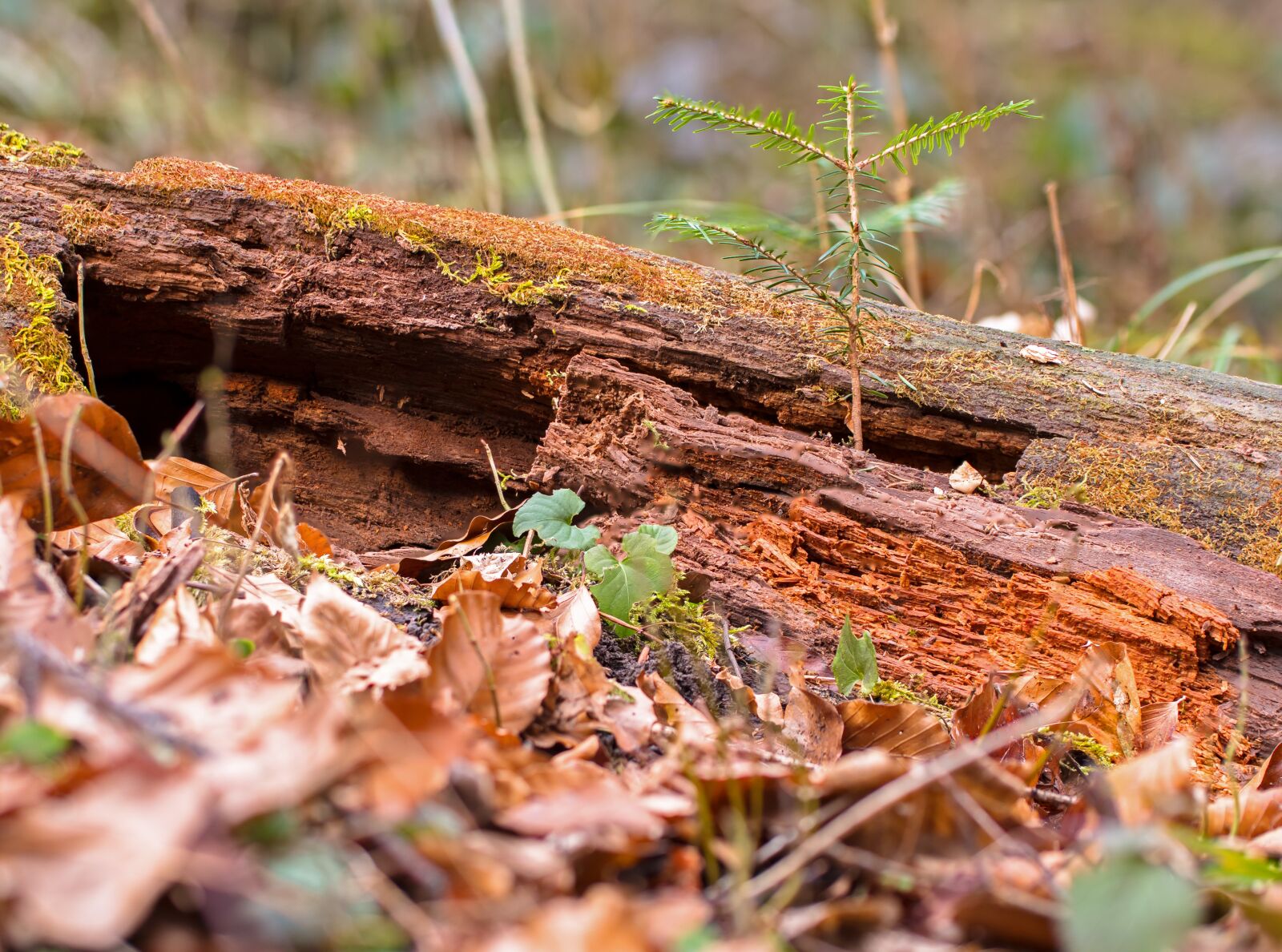 Tamron SP AF 60mm F2 Di II LD IF Macro sample photo. Modern, dead wood, wood photography