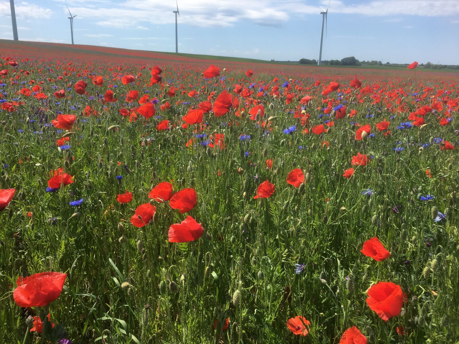 Apple iPhone 6s sample photo. Meadow, poppies, field photography
