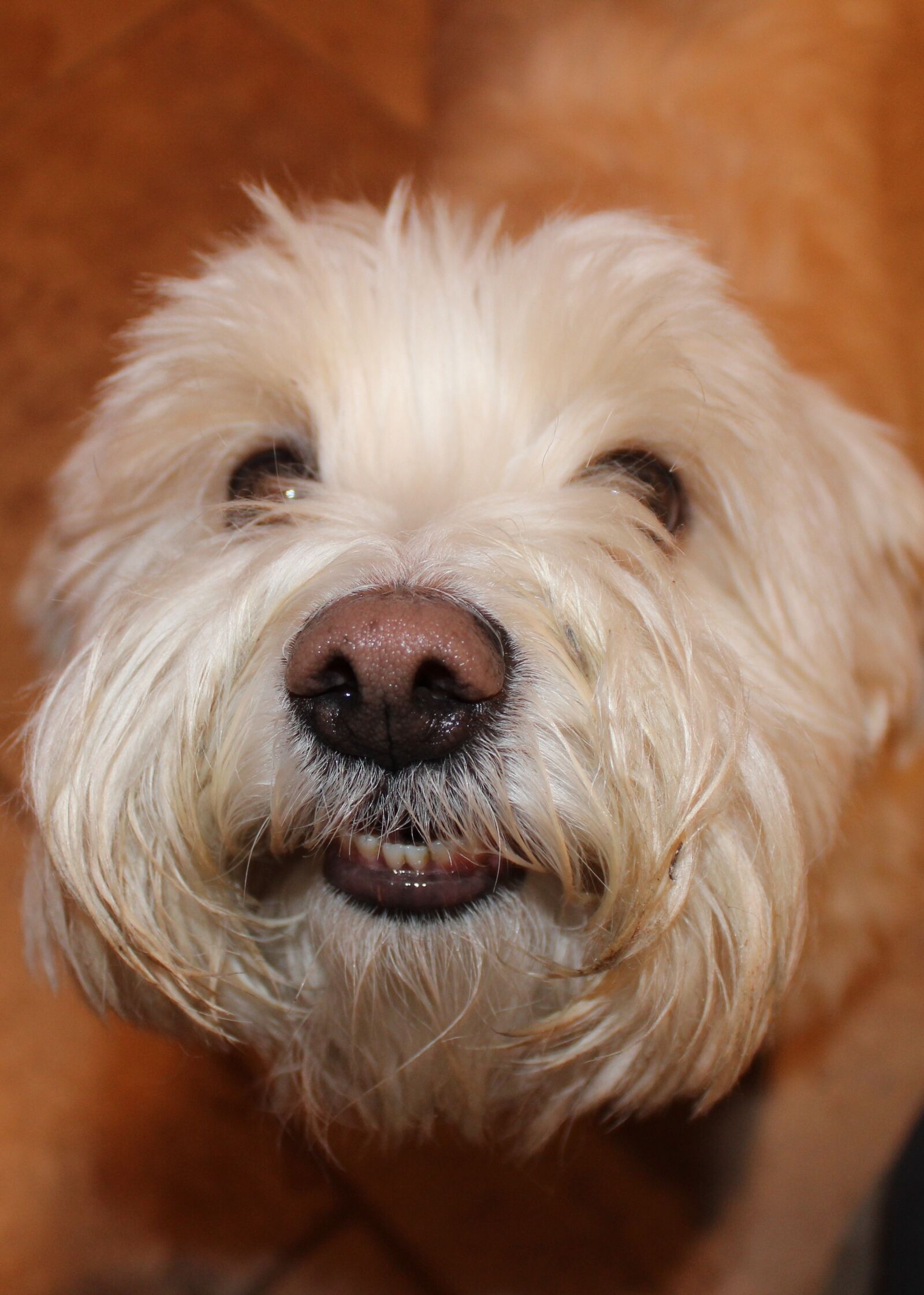 Canon EOS 600D (Rebel EOS T3i / EOS Kiss X5) sample photo. Dog, bichon frise, terrier photography