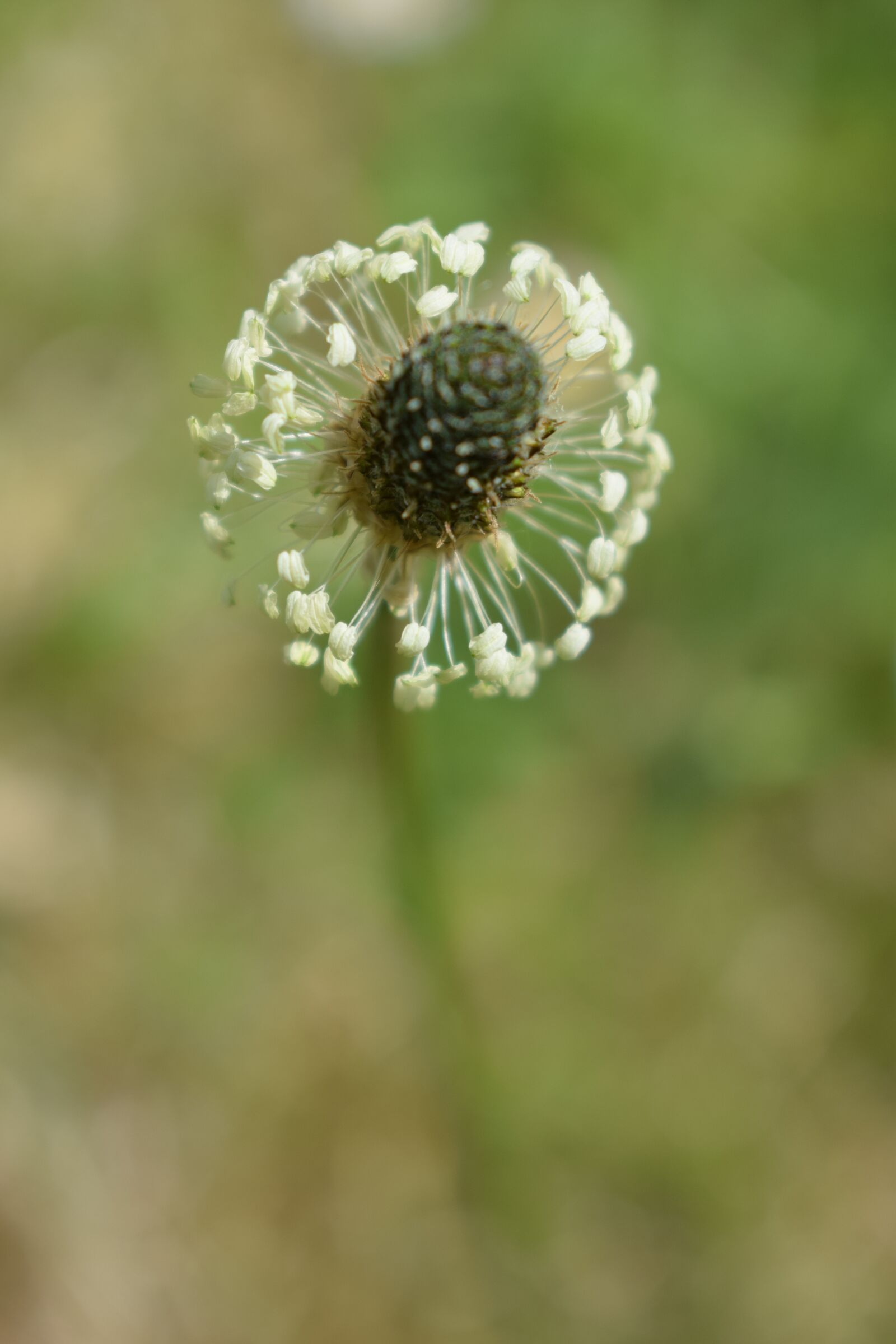 Nikon D3300 sample photo. Bald, dandelion, white photography