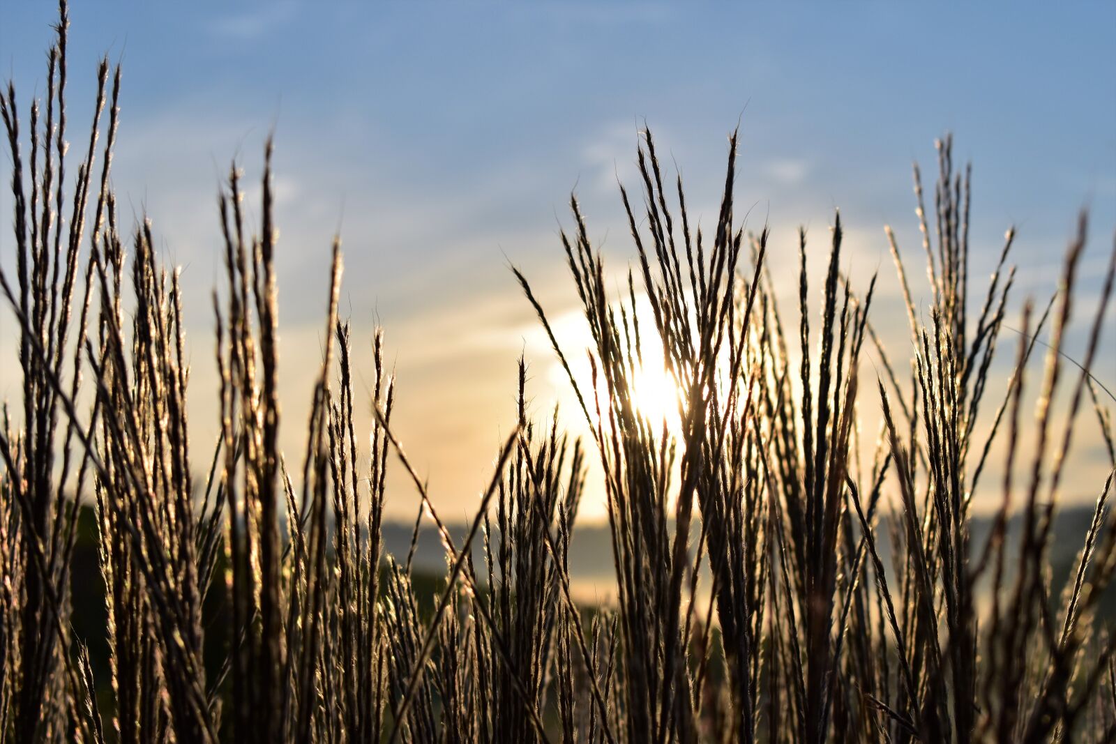 Nikon D5500 sample photo. Grasses, nature, landscape photography